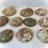 Abalone Shell Smudge Bowls (Medium)