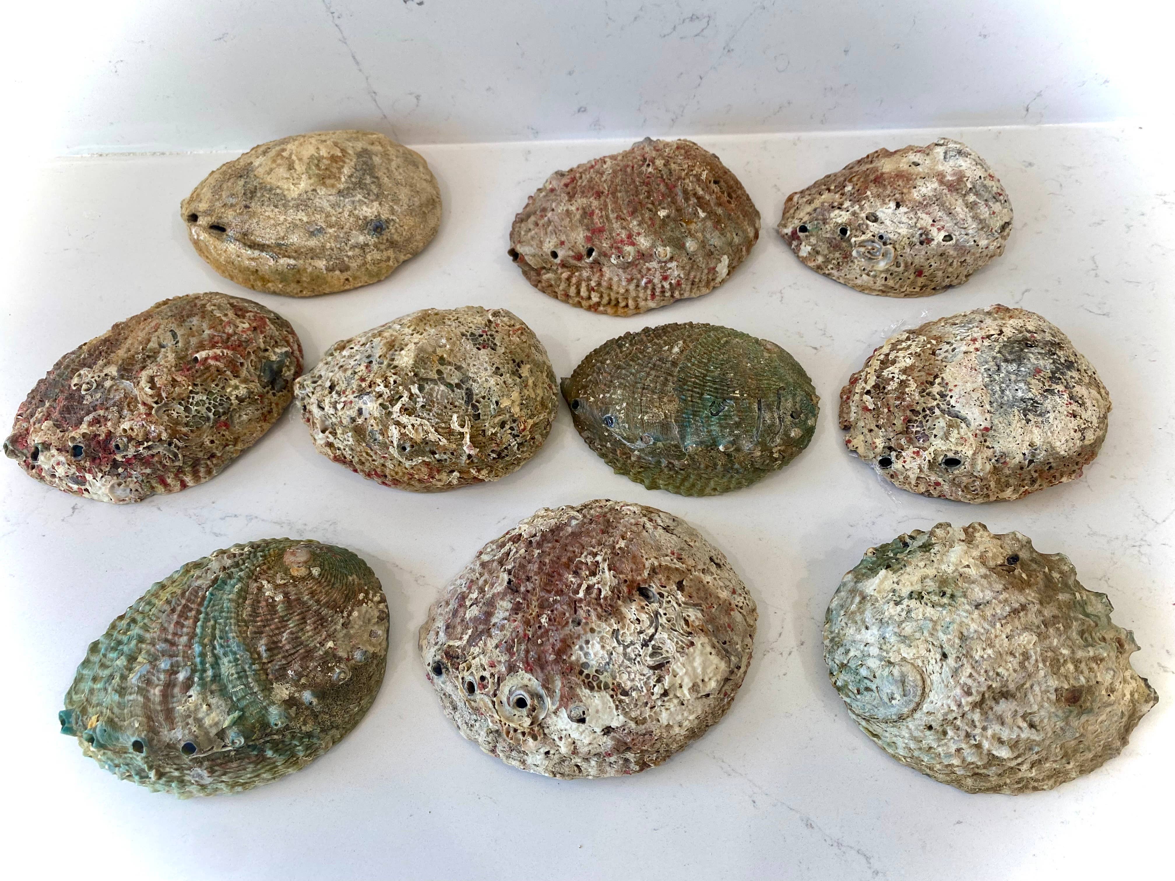 Abalone Shell Smudge Bowls (Medium)