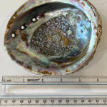 Abalone Shell Smudge Bowls (Medium)