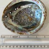 Abalone Shell Smudge Bowls (Medium)