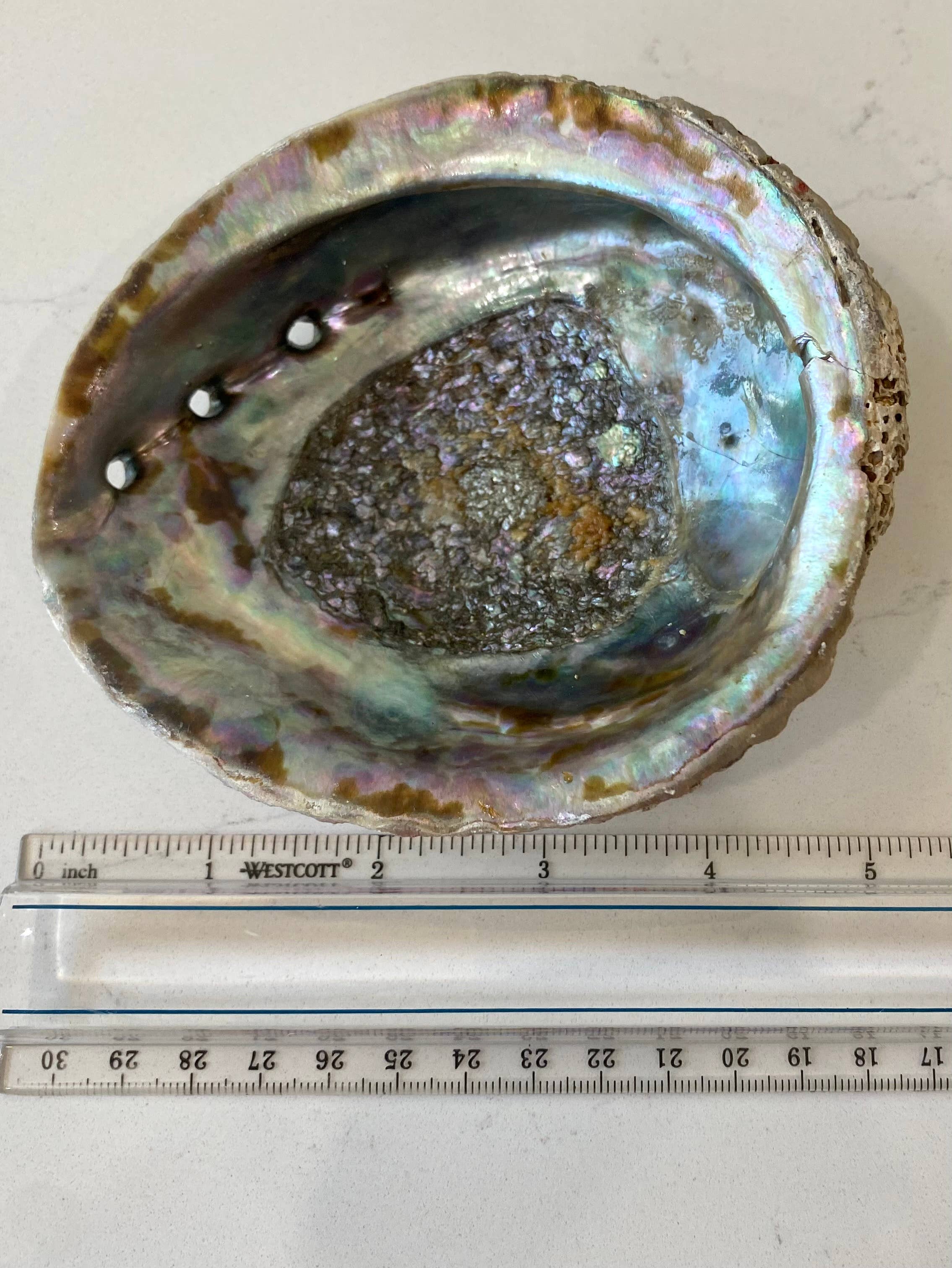 Abalone Shell Smudge Bowls (Medium)