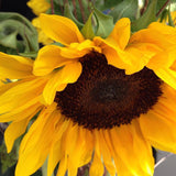 Garden in a Bag | Sunflower