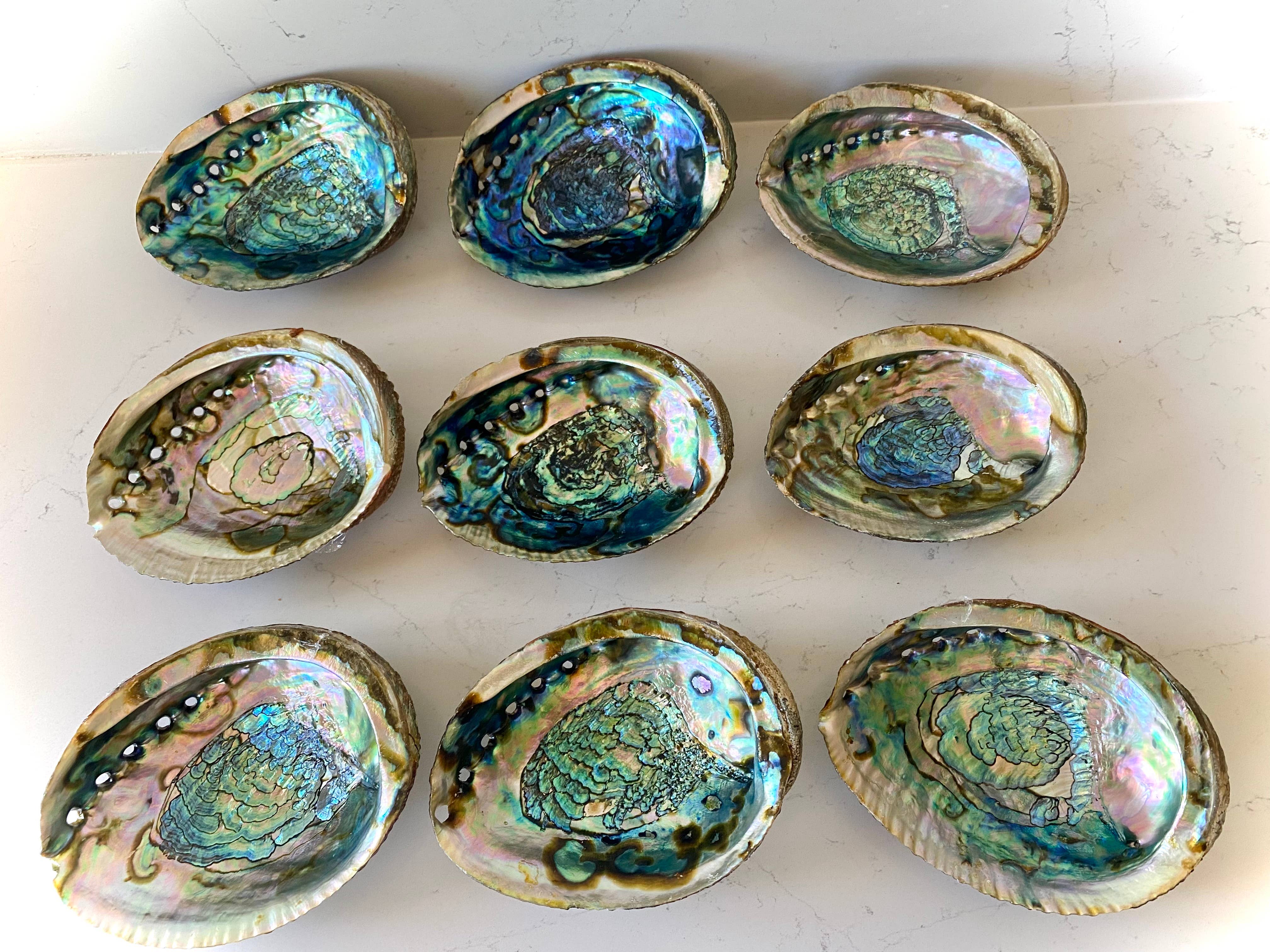 Abalone Shell Smudge Bowls (Medium)