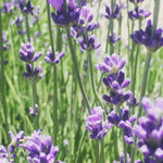 Garden in a Bag | Lavender